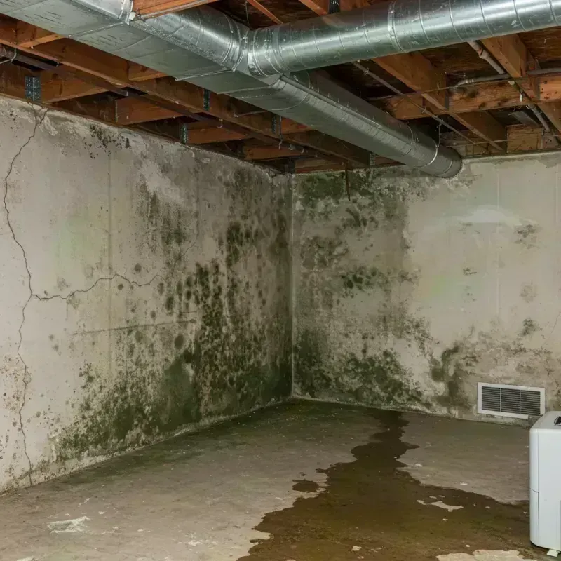 Professional Mold Removal in Valdez, AK